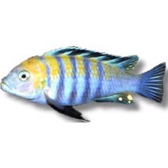 Malawiciklide Afra red top